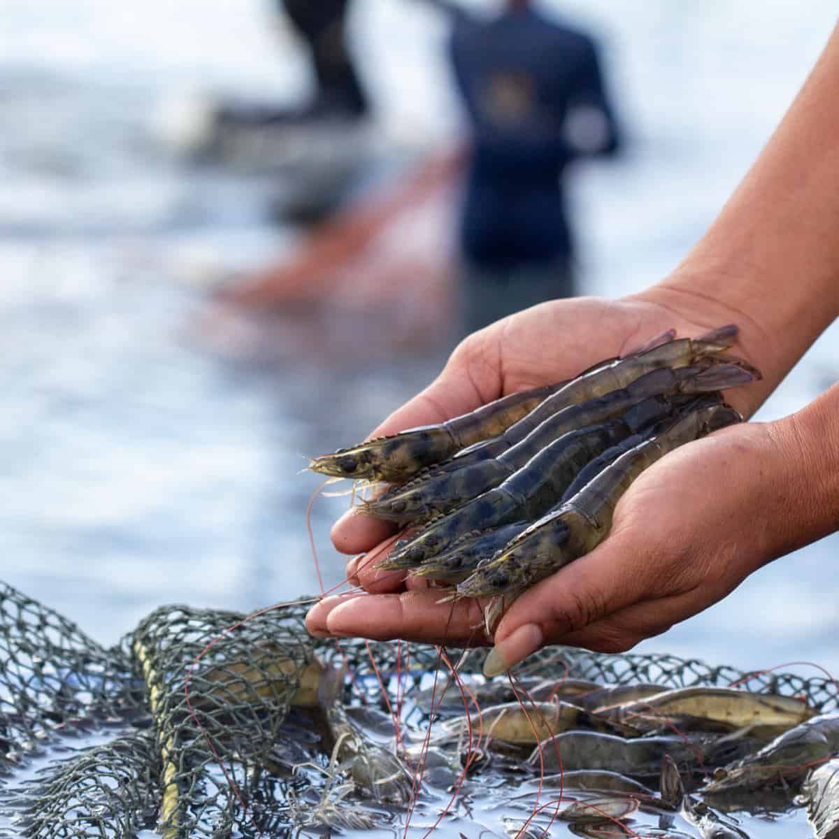 A fresh shrimp harvest held in hand