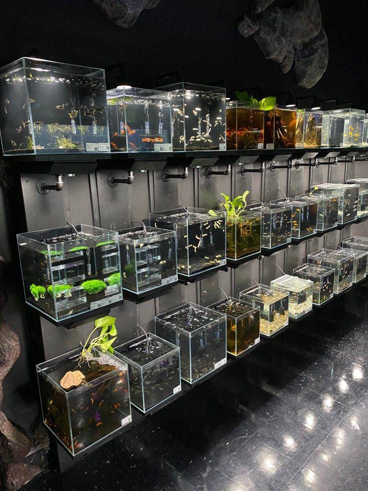 The Tanks