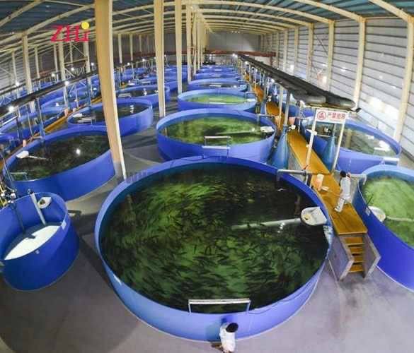 Indoor shrimp farming facility with circular grow-out tanks